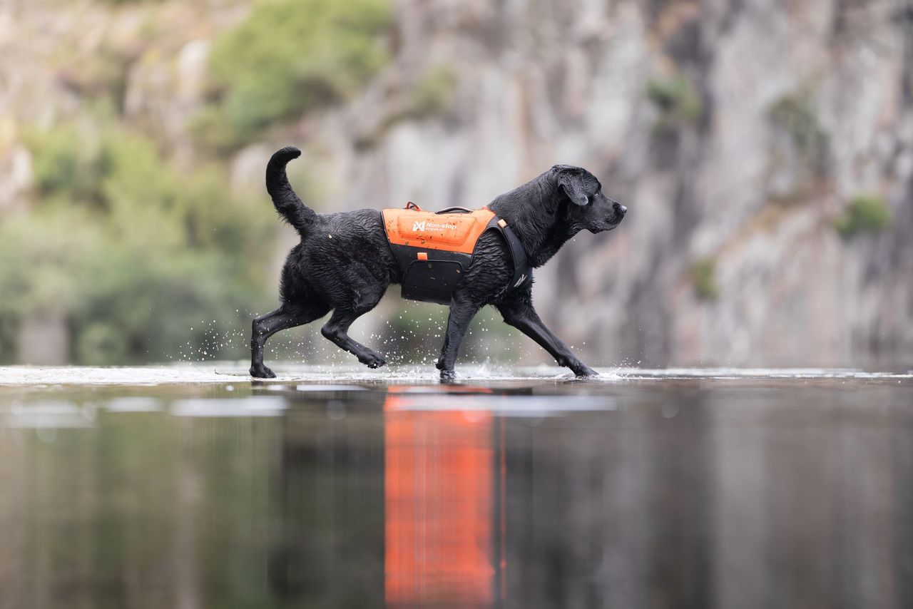 Protector neoprene vest (Non - Stop Dogwear) - SnowPaw Store - Non - Stop Dogwear - Dog Coats