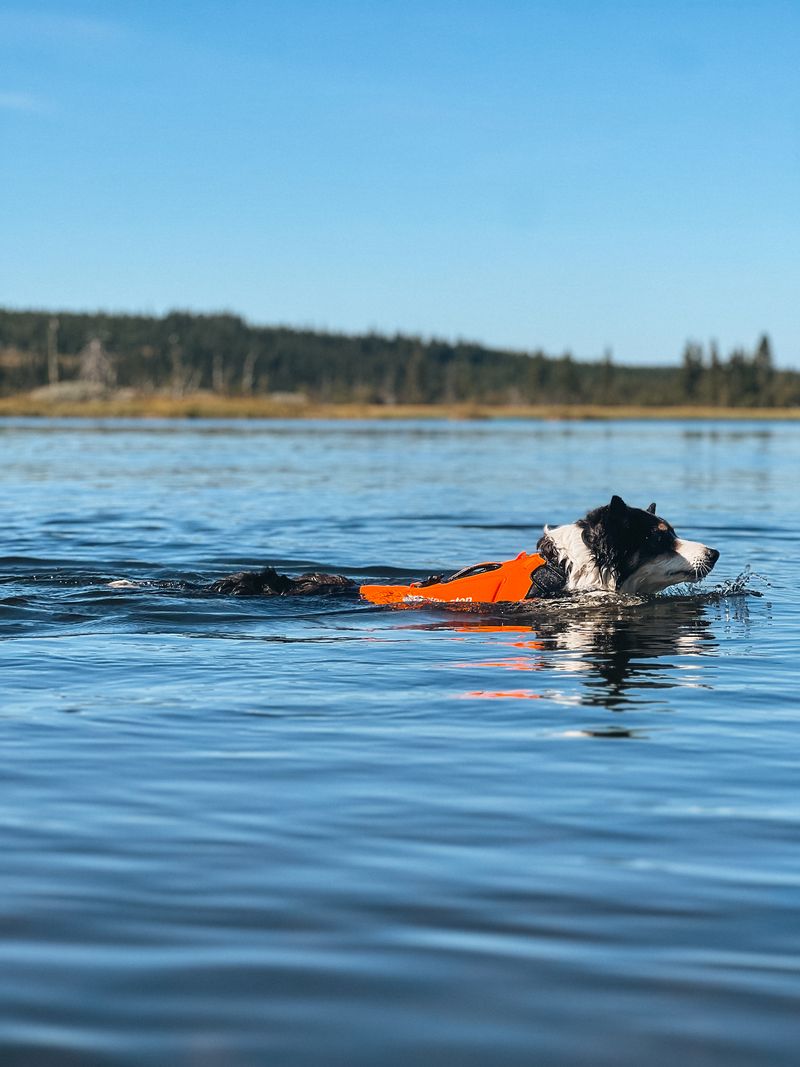 Protector neoprene vest (Non - Stop Dogwear) - SnowPaw Store - Non - Stop Dogwear - Dog Coats