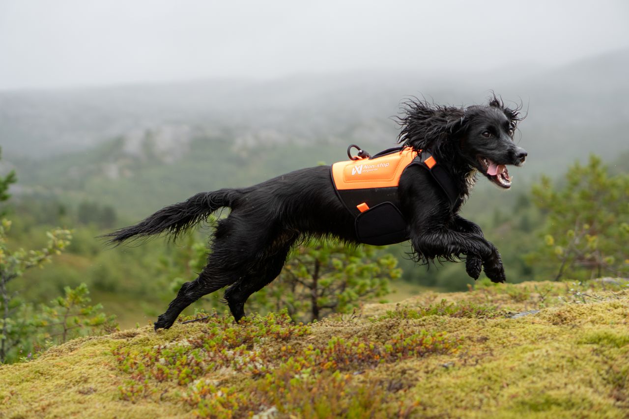 Protector neoprene vest (Non - Stop Dogwear) - SnowPaw Store - Non - Stop Dogwear - Dog Coats