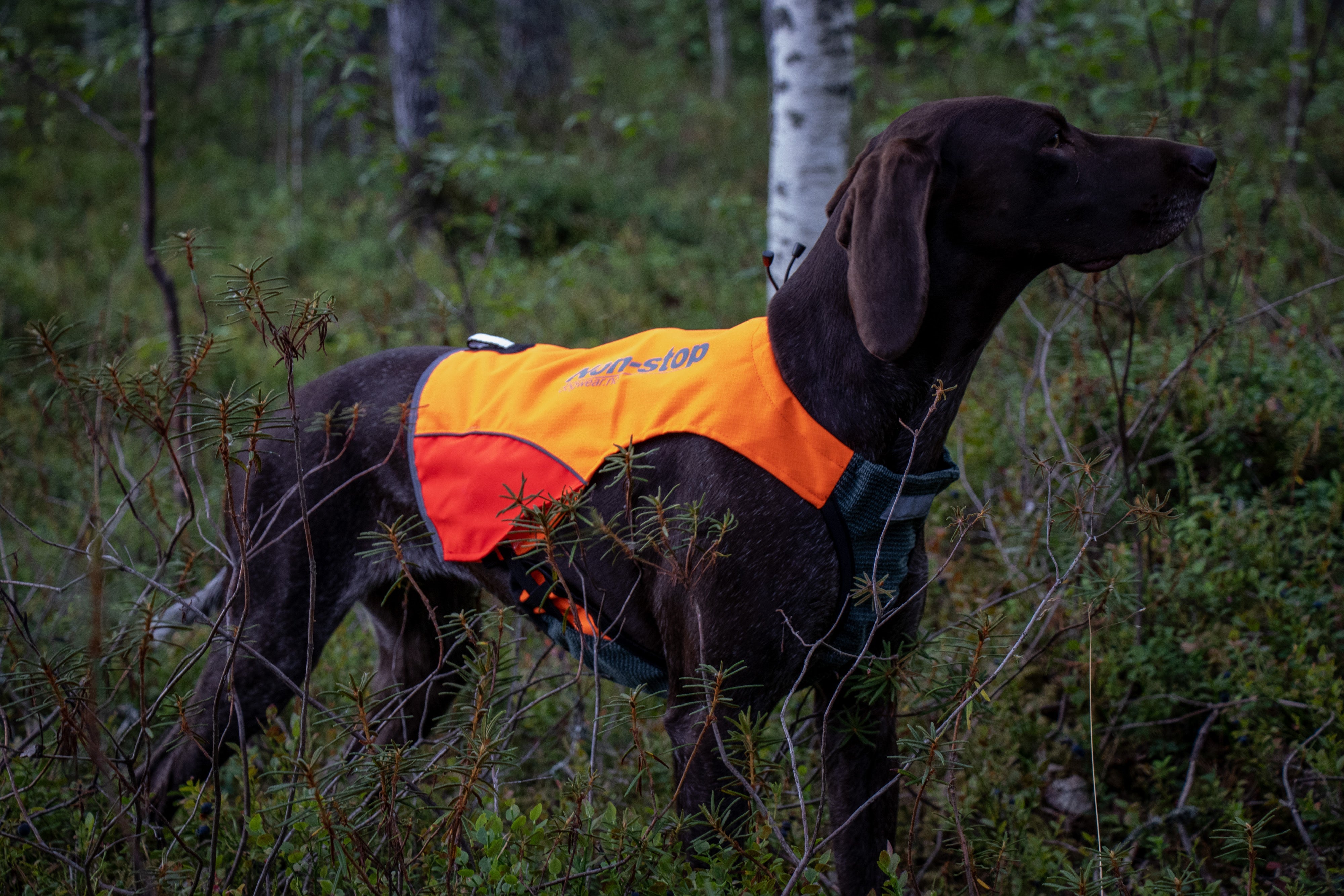 Protector Vest (Non - Stop Dogwear) - SnowPaw Store - Non - Stop Dogwear - Dog Apparel