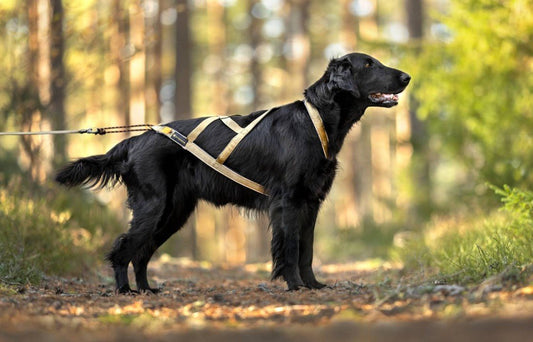 R Harness Signature Gold (VIP Dogwear) - SnowPaw Store - VIP Dogwear - Dog Harness