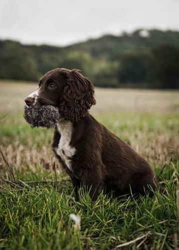Rabbit Ball (Sporting Saint) - SnowPaw Store - Sporting Saint - Gun Dog Equipment