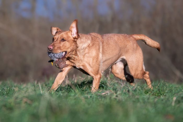 Rabbit Ball (Sporting Saint) - SnowPaw Store - Sporting Saint - Gun Dog Equipment