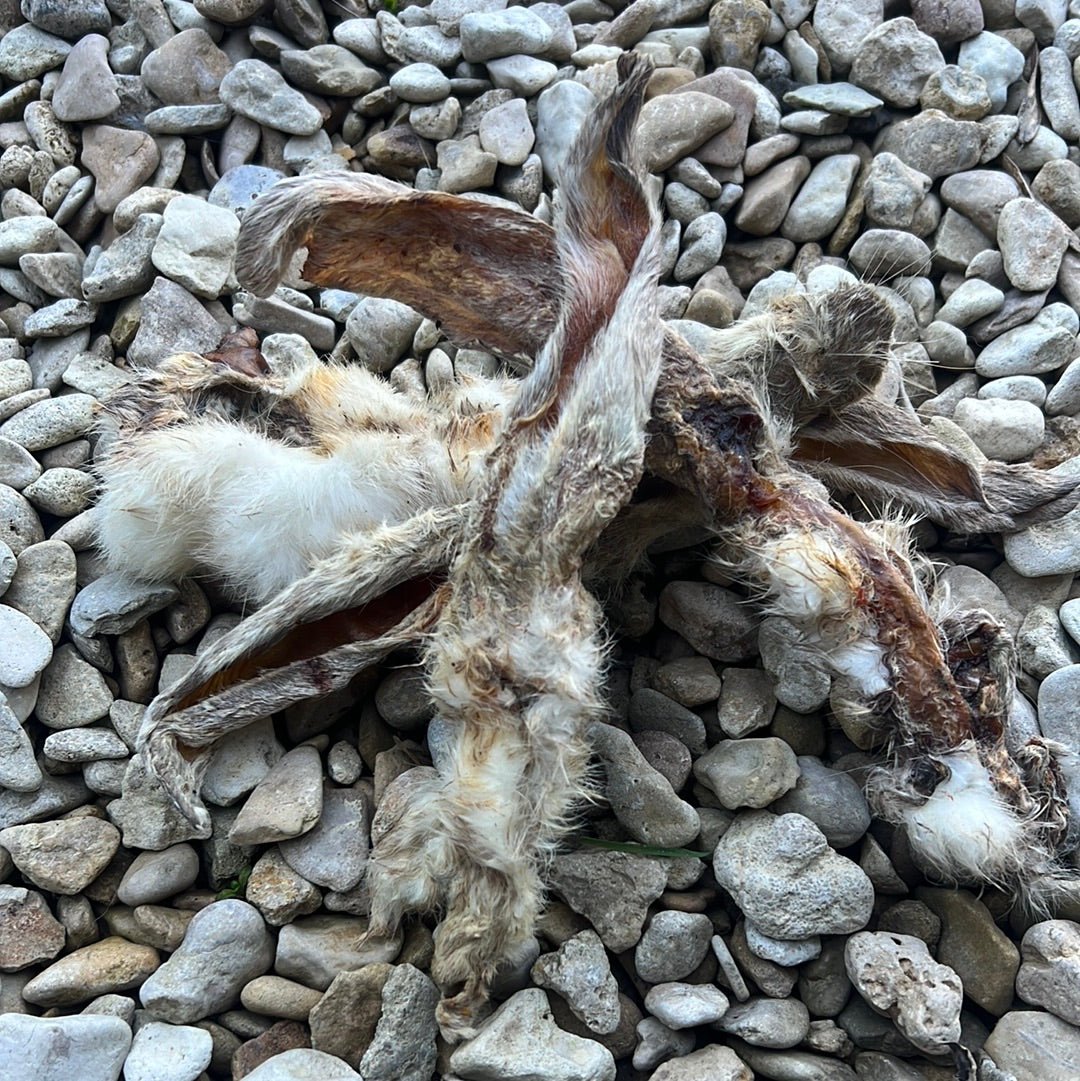 Rabbit Ears (Snowpaw) - SnowPaw Store - SnowPaw Store - Dog Treats