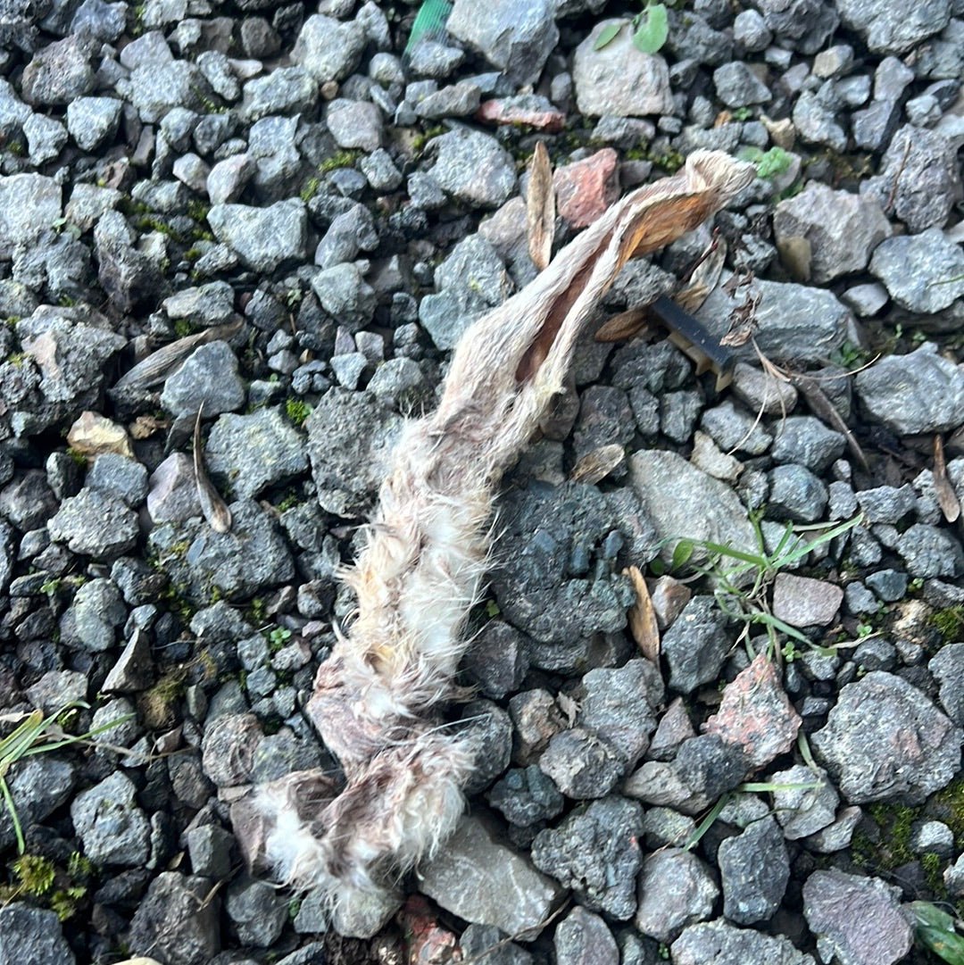 Rabbit Ears (Snowpaw) - SnowPaw Store - SnowPaw Store - Dog Treats