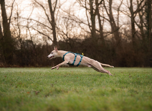 Ramble Harness Long (Non - Stop Dogwear) - SnowPaw Store - Non - Stop Dogwear - Dog Harness