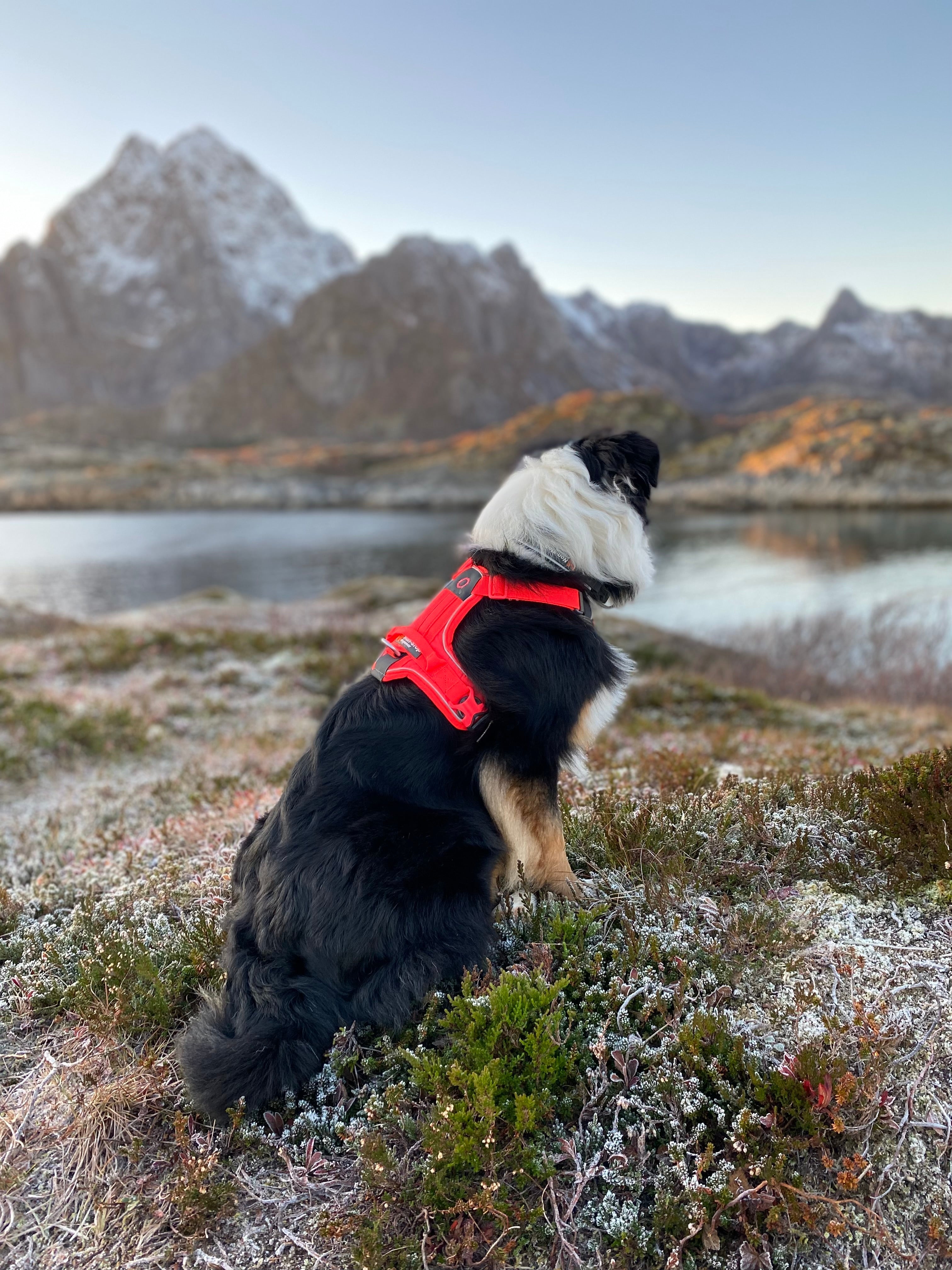 Ramble Harness (Non - Stop Dogwear) - SnowPaw Store - Non - Stop Dogwear - Dog Harness