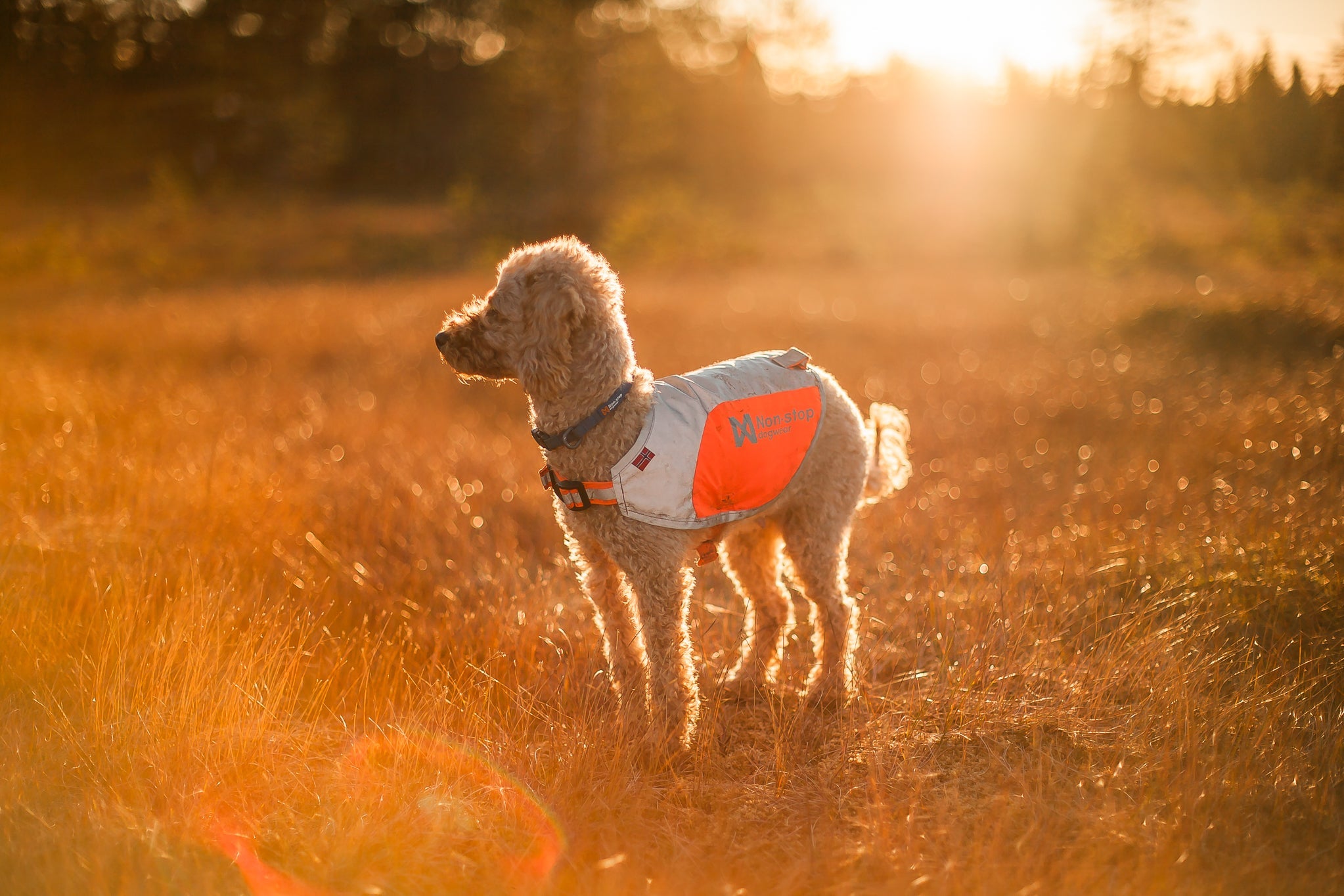 Reflection blanket (Non - Stop Dogwear) - SnowPaw Store - Non - Stop Dogwear - Dog Coats