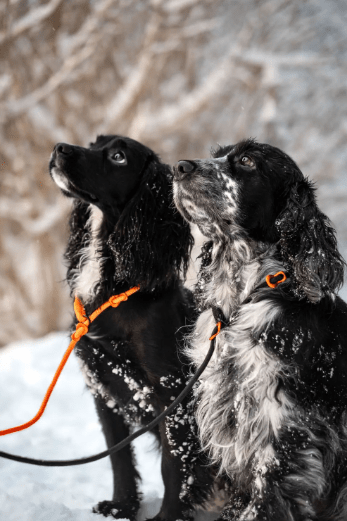 Retriever leash 8mm (Non - Stop Dogwear) - SnowPaw Store - Non - Stop Dogwear - Dog Lead