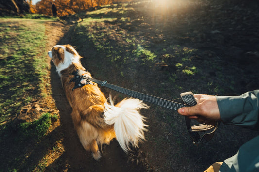Ridgeline Harness, Collar & Lead (Ruffwear) - SnowPaw Store - Ruffwear - Active Dog Gear