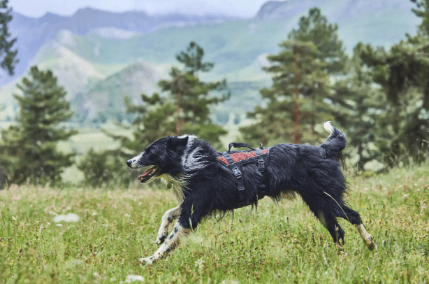 Rock Harness Long (Non - Stop Dogwear) - SnowPaw Store - Non - Stop Dogwear - Dog Harness