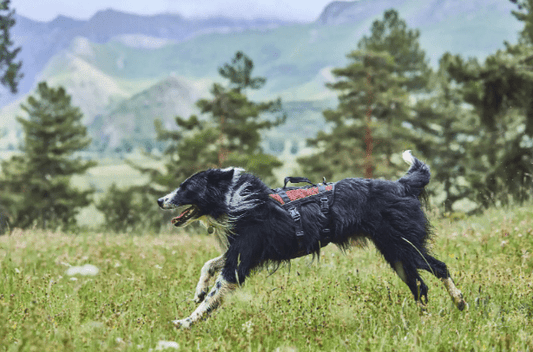 Rock Harness Long (Non - Stop Dogwear) - SnowPaw Store - Non - Stop Dogwear - Dog Harness
