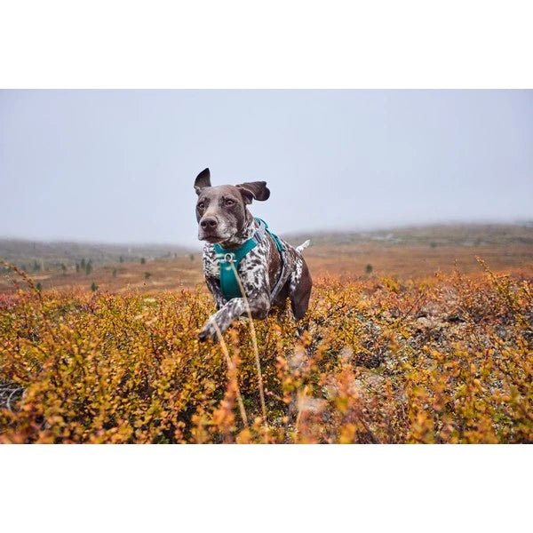Rover Harness (Hurrta) - SnowPaw Store - Hurtta - Dog Harness
