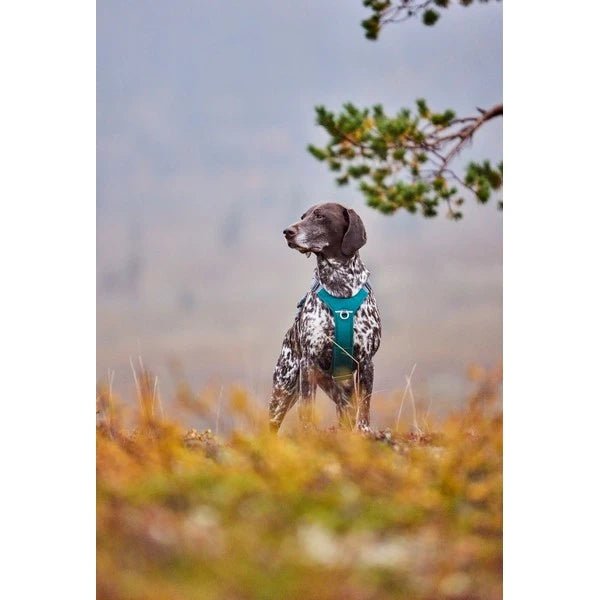 Rover Harness (Hurrta) - SnowPaw Store - Hurtta - Dog Harness
