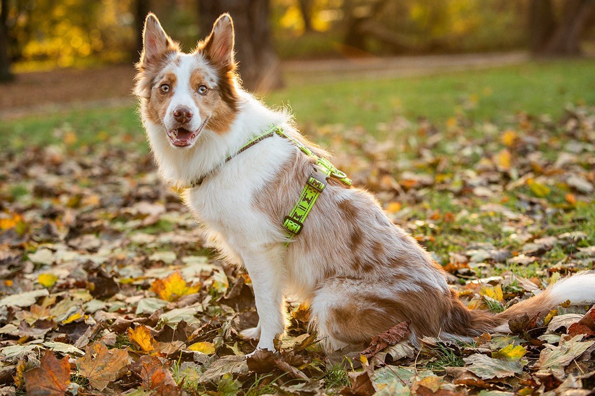 Smart Harness (Manmat) - SnowPaw Store - ManMat - Dog Harness