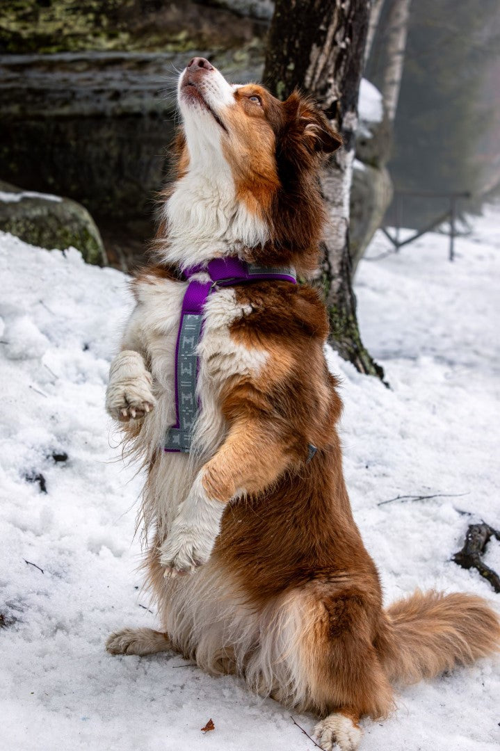 ***NEW COLOUR***Smart Harness (Manmat)