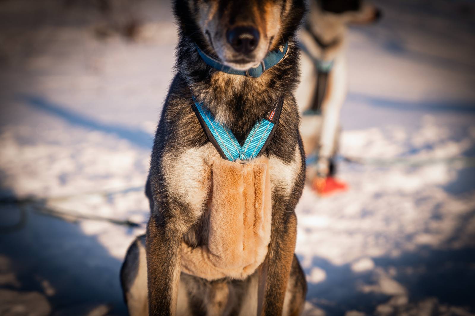 Soft Cover for Harness (V.I.P Dogwear) - SnowPaw Store - VIP Dogwear - Dog Harness