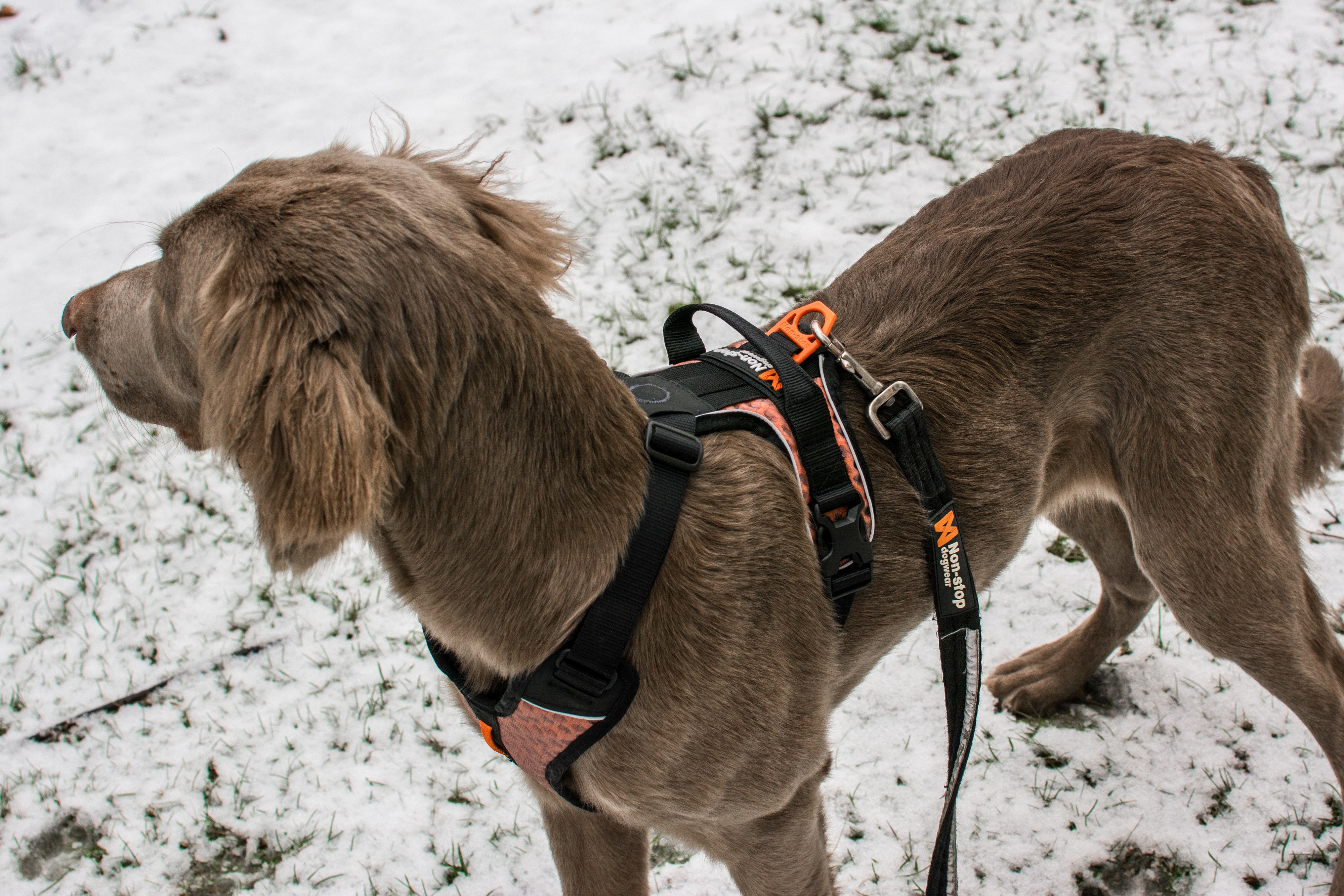 Strong Leash 1m (Non - Stop Dogwear) - SnowPaw Store - Non - Stop Dogwear - Dog Lead