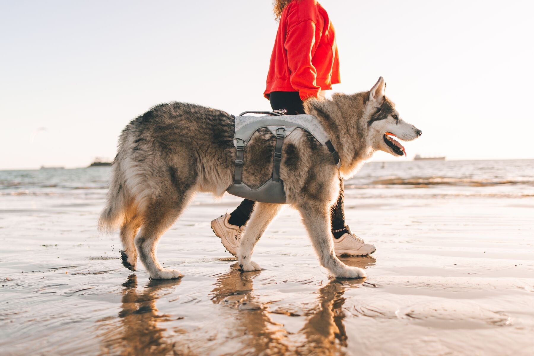 Swamp Cooler Harness (Ruffwear) - SnowPaw Store - Ruffwear - Active Dog Gear