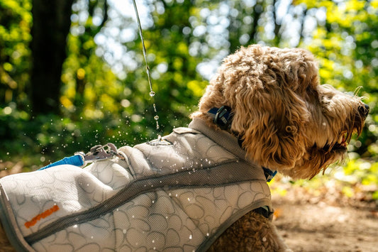 Swamp Cooler Vest (Ruffwear) - SnowPaw Store - Ruffwear - Active Dog Gear