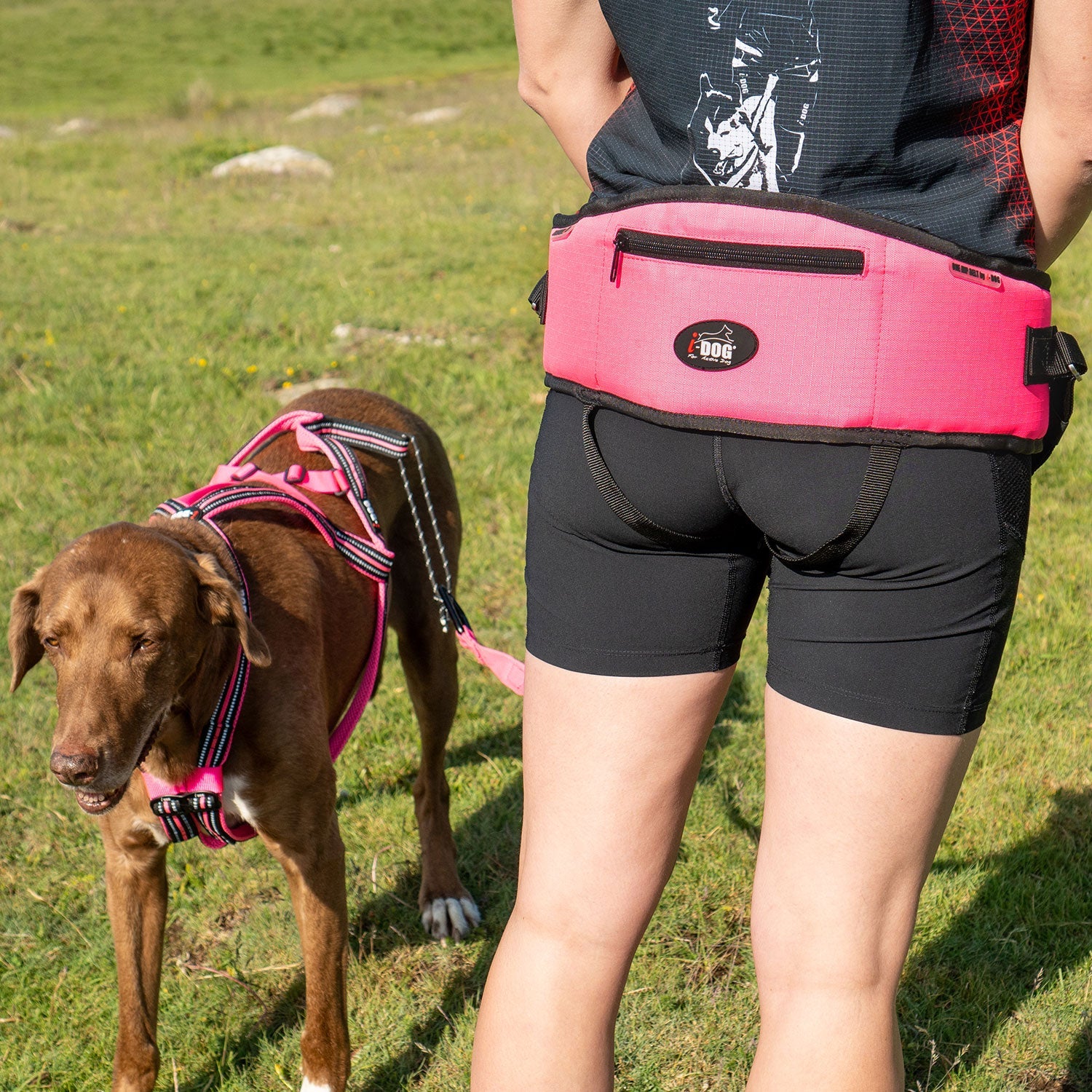 The One Running Belt (i - Dog) - SnowPaw Store - i - Dog - Dog Collars, Leads, Belts