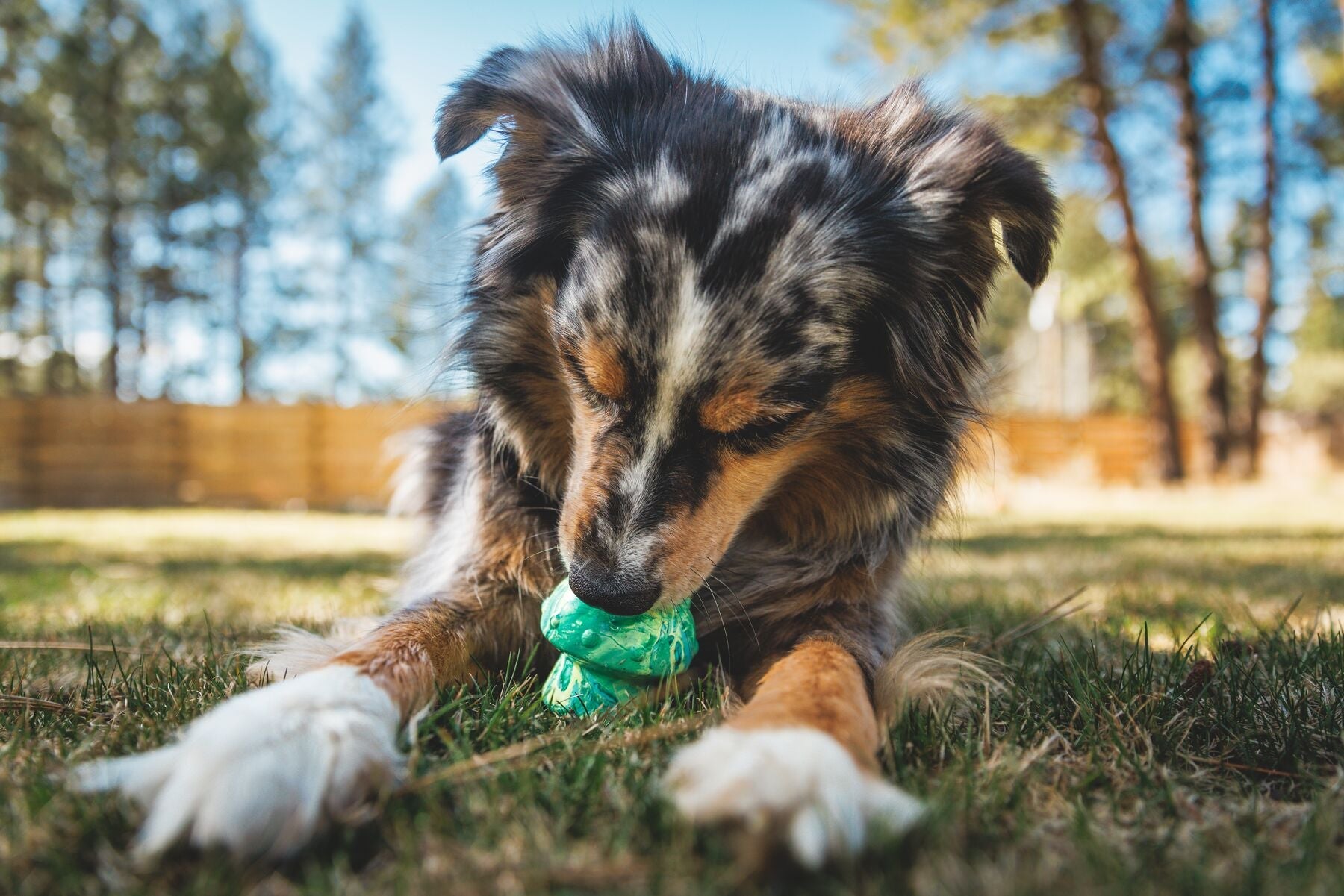 Toadstool Toy (Ruffwear) - SnowPaw Store - Ruffwear - Dog Toys