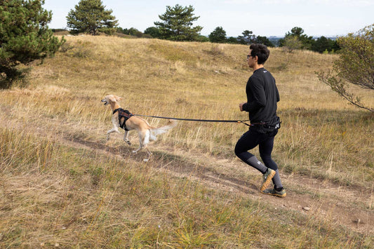 Trail Light Belt (Non - Stop Dogwear) - SnowPaw Store - Non - Stop Dogwear - Dog Collars, Leads, Belts