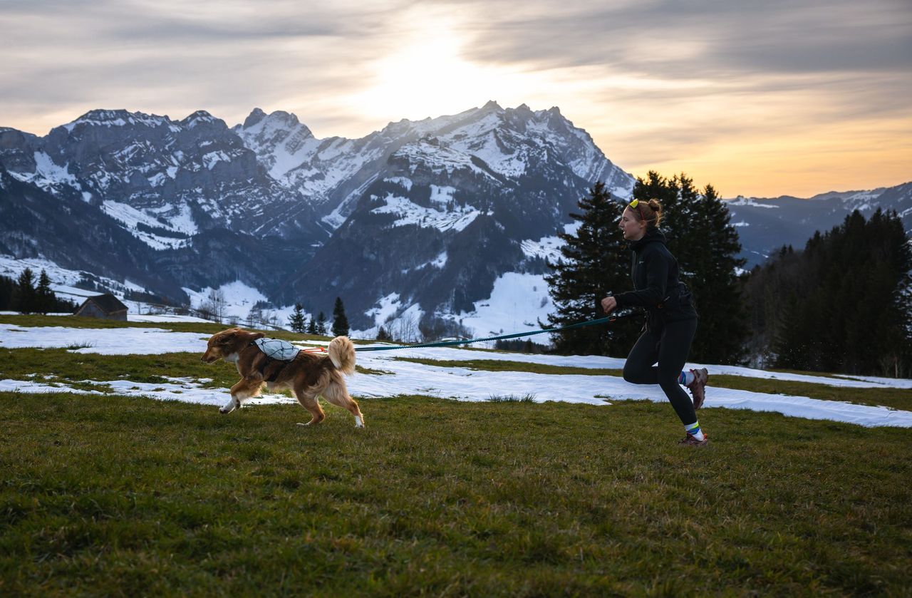 Trail Light Dog Backpack (Non - Stop Dogwear) - SnowPaw Store - Non - Stop Dogwear - Active Dog Gear