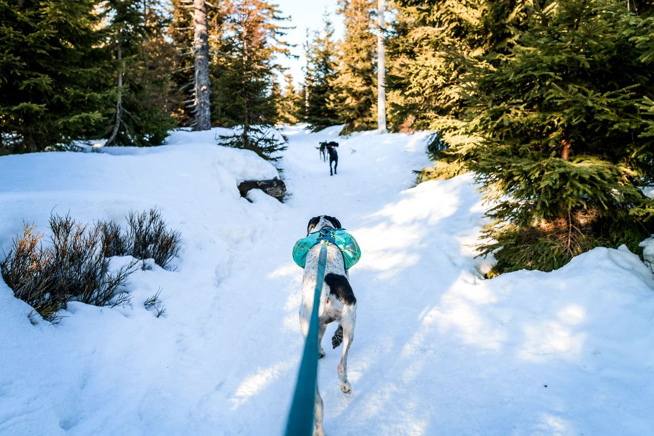 Trail Light Dog Backpack (Non - Stop Dogwear) - SnowPaw Store - Non - Stop Dogwear - Active Dog Gear