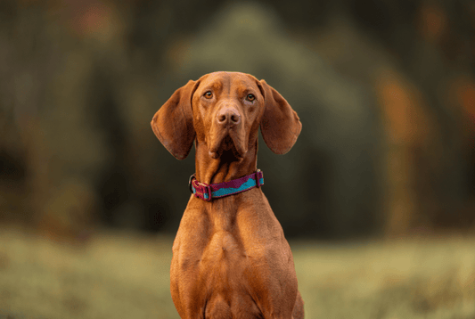 Trail quest collar (Non - Stop Dogwear) - SnowPaw Store - Non - Stop Dogwear - Dog Collars