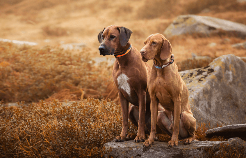 Trail quest collar (Non - Stop Dogwear) - SnowPaw Store - Non - Stop Dogwear - Dog Collars