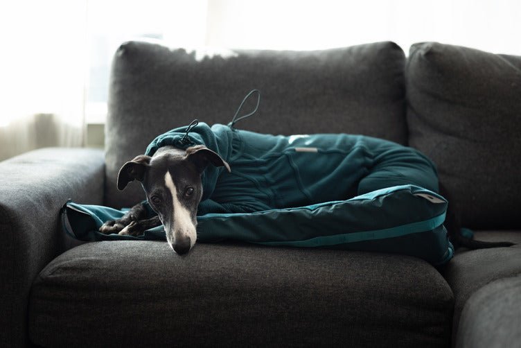 Trail Quest Fleece Overall (Non-Stop Dogwear) - SnowPaw Store - Non-Stop Dogwear - Active Dog Gear
