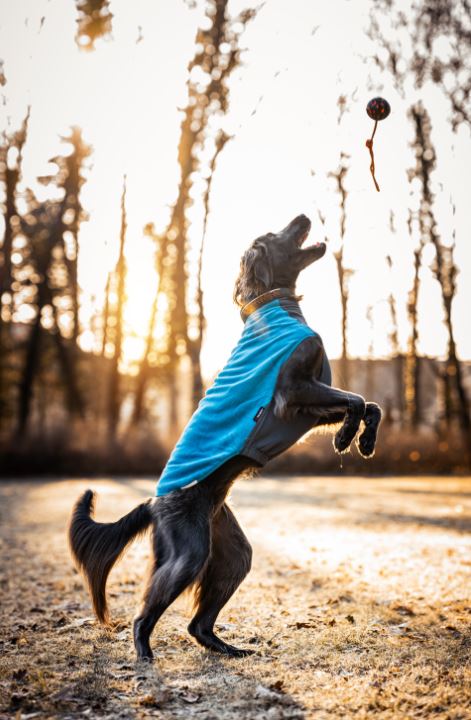 Trail Quest Fleece Pullover (Non - Stop Dogwear) - SnowPaw Store - Non - Stop Dogwear - Dog Apparel