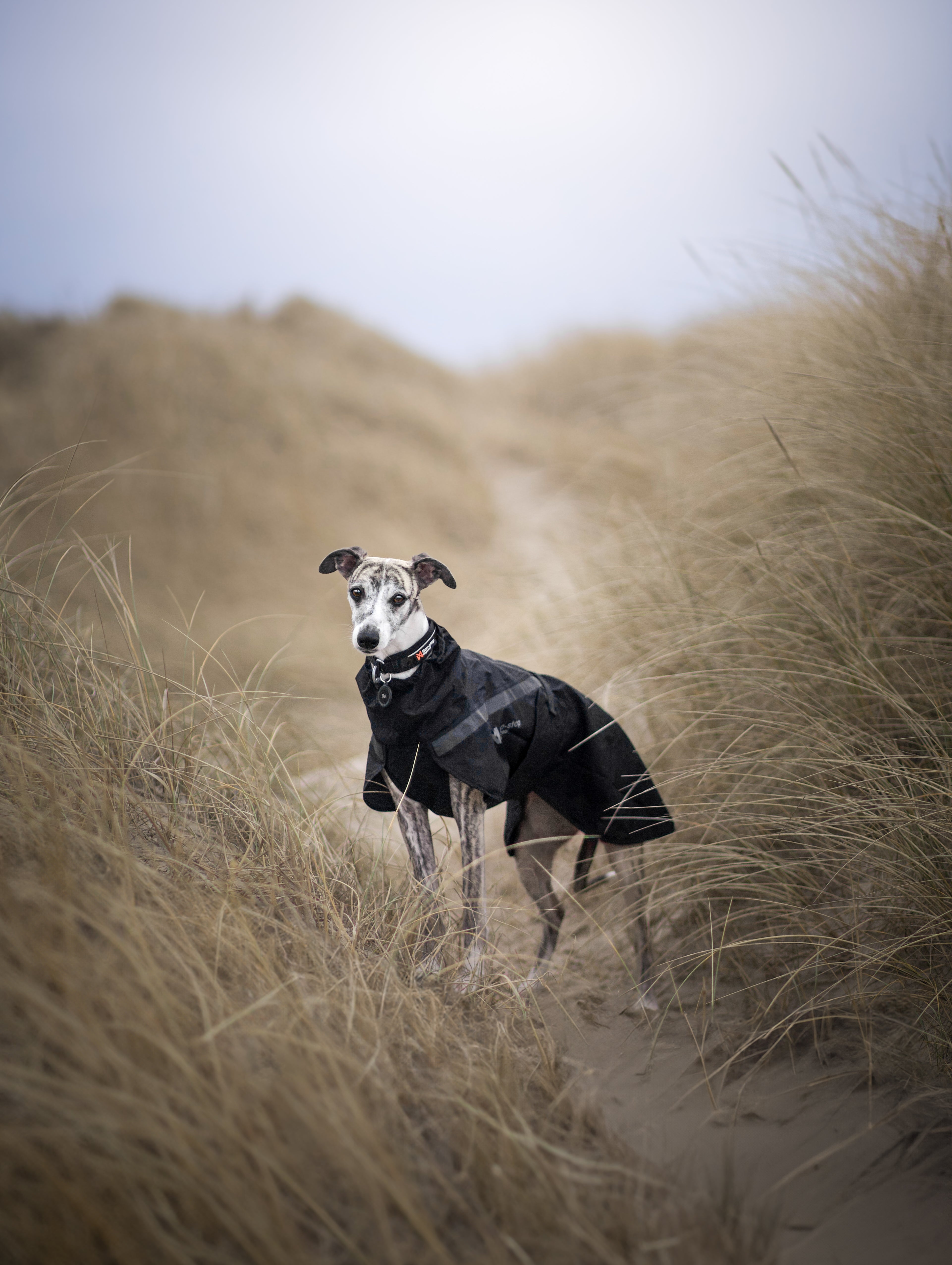 Trekking Dog Raincoat (Non-Stop Dogwear) - SnowPaw Store - Non-Stop Dogwear - Dog Coats