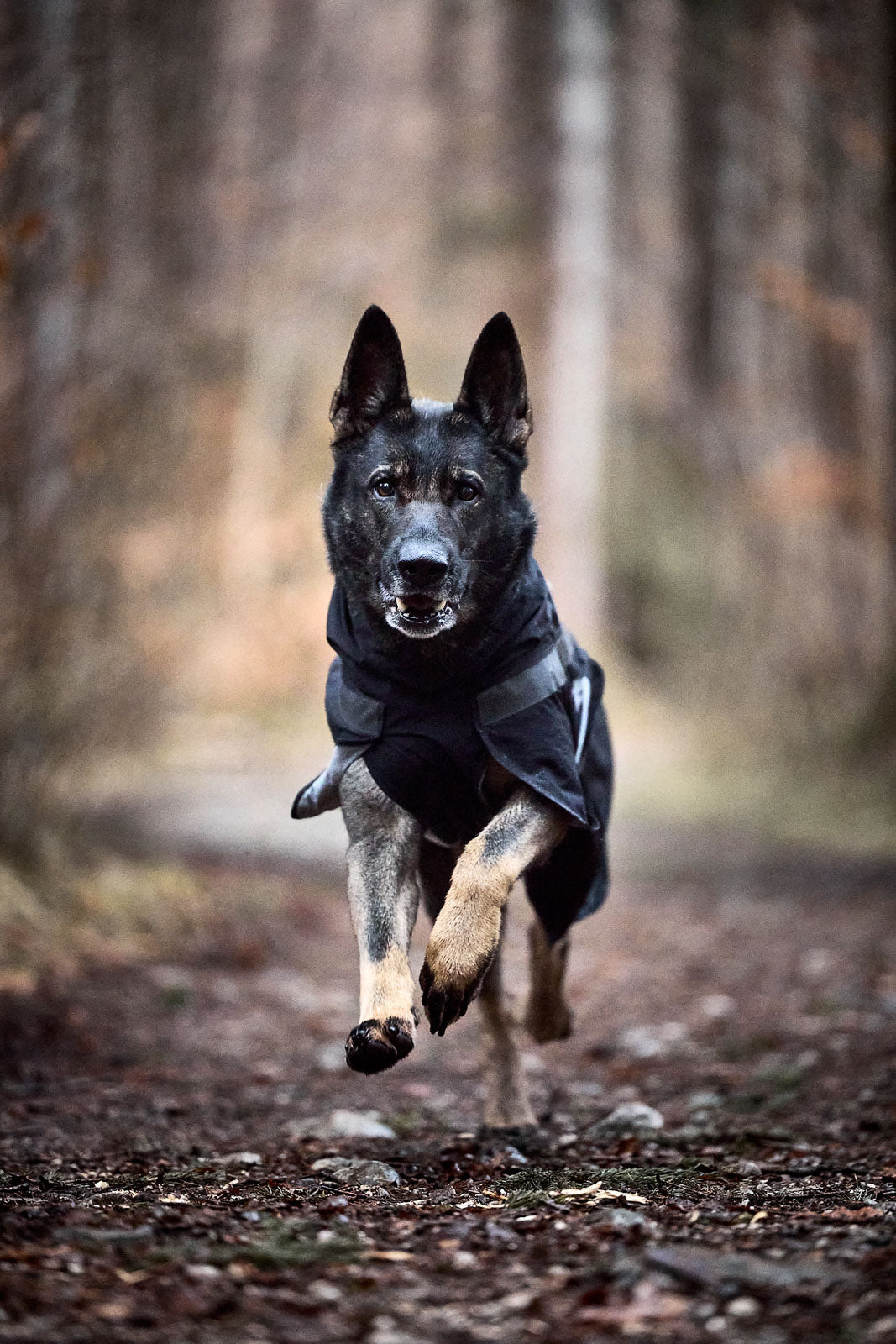Trekking Dog Raincoat (Non-Stop Dogwear) - SnowPaw Store - Non-Stop Dogwear - Dog Coats