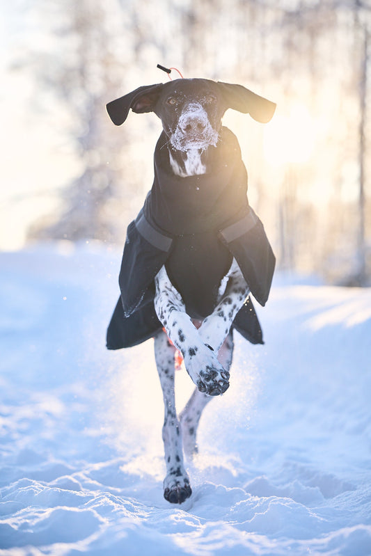 Trekking Insulated Dog Jacket (Non - Stop Dogwear) - SnowPaw Store - Non - Stop Dogwear - Dog Coats
