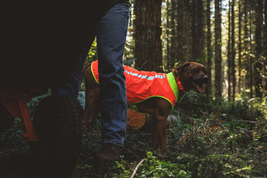 ***UPDATE FOR 2026***Lumenglow High-Vis Vest (Ruffwear) - SnowPaw Store - Ruffwear - Dog Coats