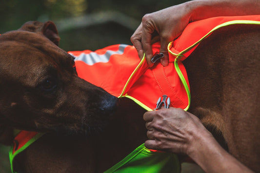 ***UPDATE FOR 2026***Lumenglow High-Vis Vest (Ruffwear) - SnowPaw Store - Ruffwear - Dog Coats