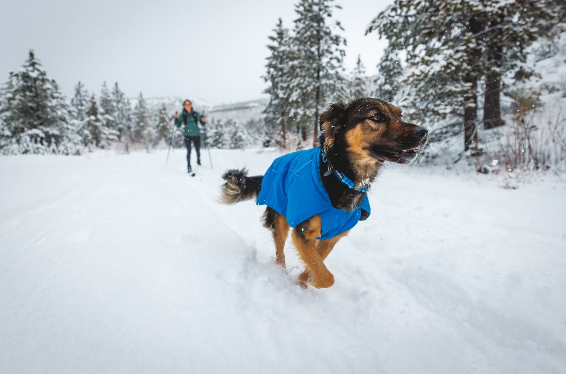 Vert™ Jacket (Ruffwear) - SnowPaw Store - Ruffwear - Dog Coats