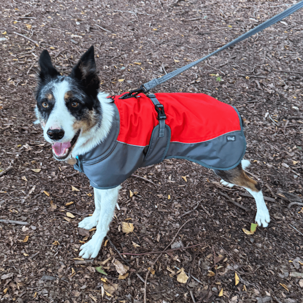 Waterproof Dog Coat (Henry Wag) - SnowPaw Store - Henry Wag - Dog Coats