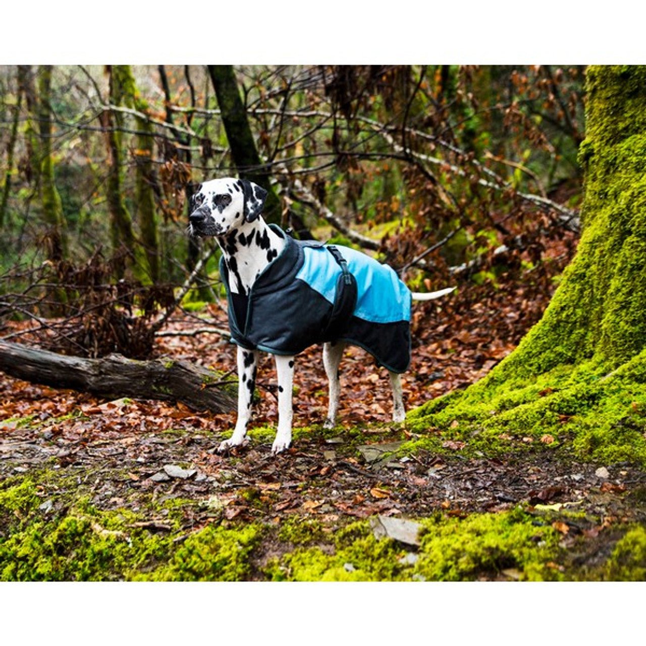 Waterproof Dog Coat (Henry Wag) - SnowPaw Store - Henry Wag - Dog Coats