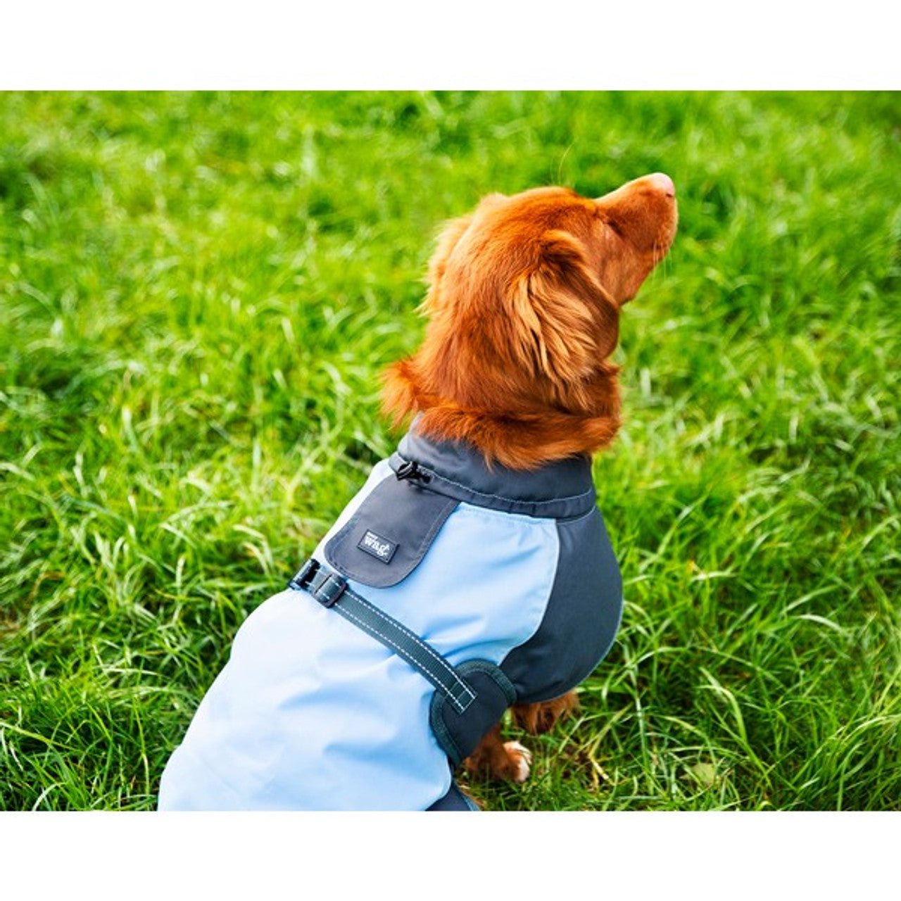 Waterproof Dog Coat (Henry Wag) - SnowPaw Store - Henry Wag - Dog Coats