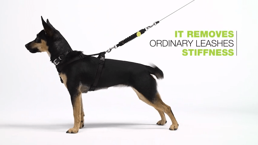 WAW Basic - SnowPaw Store - WAW - Dog Collars, Leads, Belts