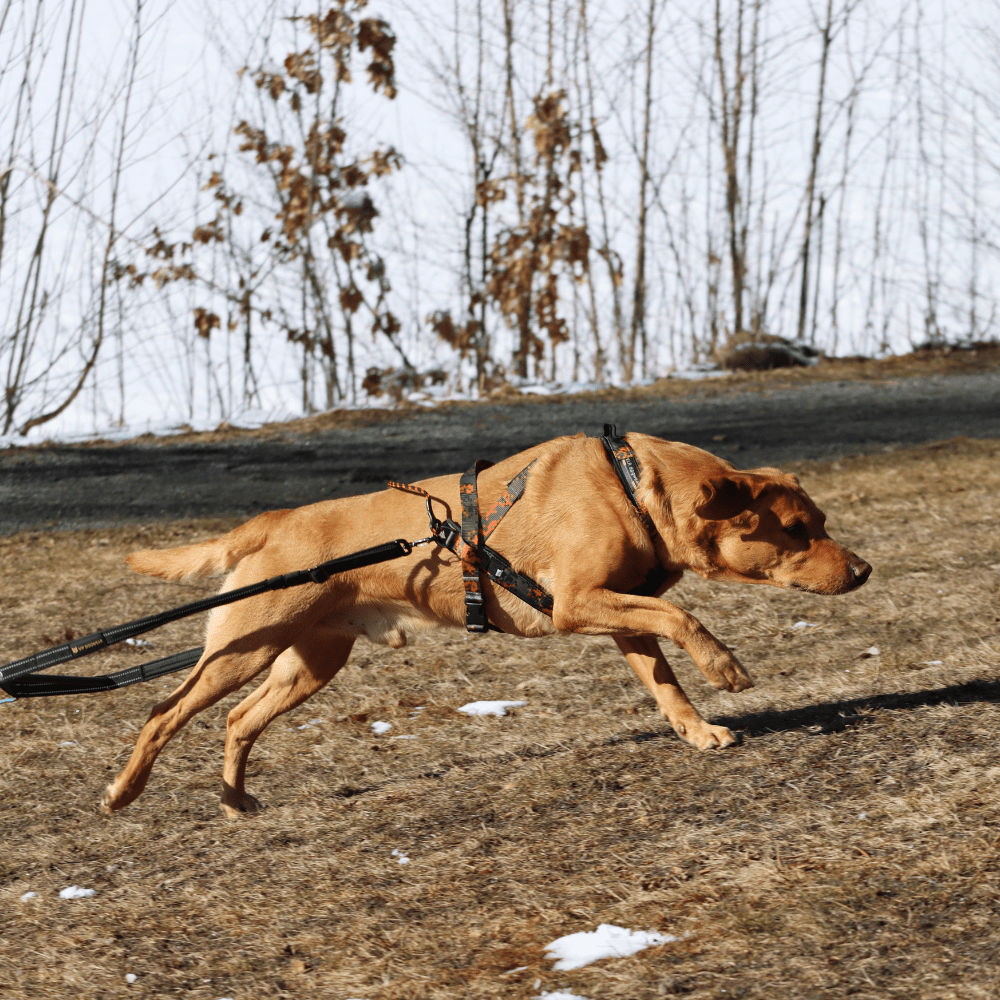 Weight Pulling Kit (VIP Dogwear) - SnowPaw Store - VIP Dogwear - Sled Dog Equipment