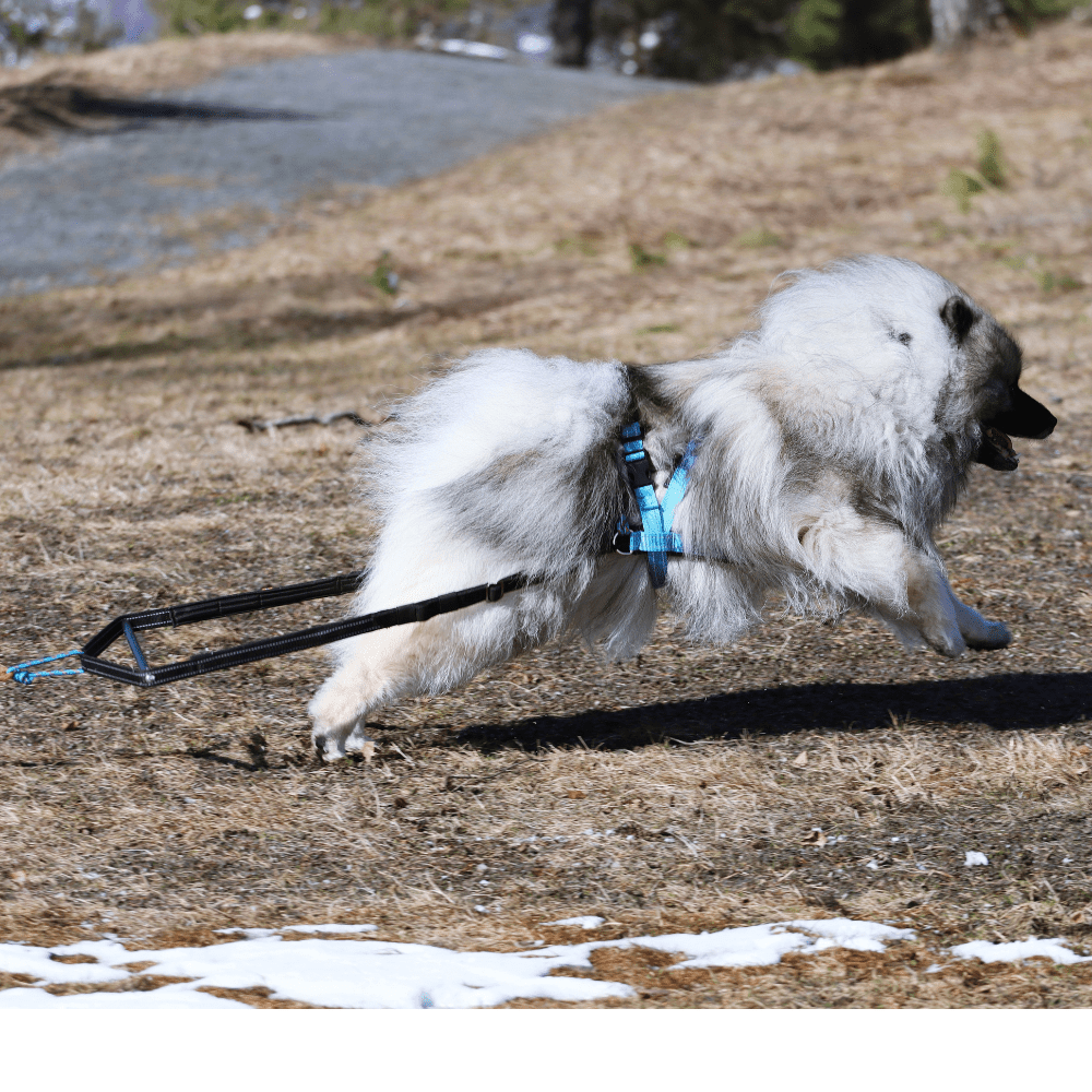 Weight Pulling Kit (VIP Dogwear) - SnowPaw Store - VIP Dogwear - Sled Dog Equipment