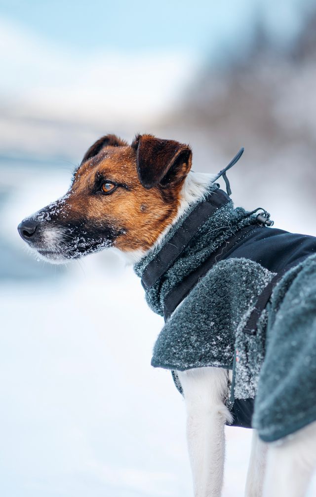 Wool Dog Jacket Dark Teal(Non - Stop Dogwear) - SnowPaw Store - Non - Stop Dogwear - Dog Coats