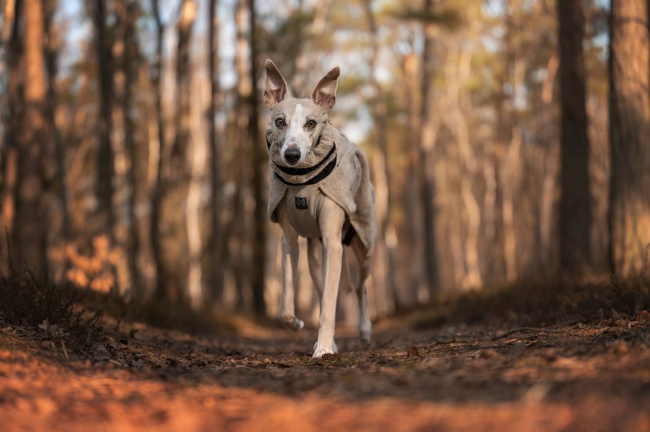 Wool Dog Jacket Dark Teal(Non - Stop Dogwear) - SnowPaw Store - Non - Stop Dogwear - Dog Coats