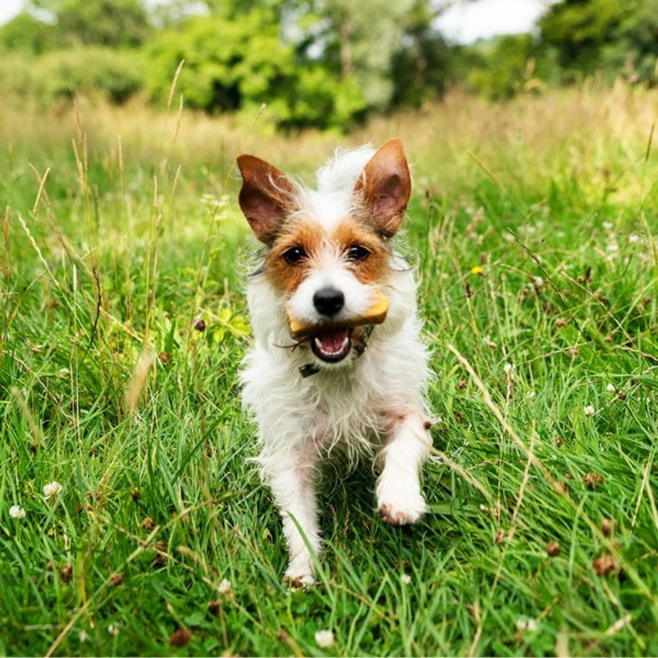 Yak Cheese With Turmeric Dog Chew 115g (Petello) - SnowPaw Store - Petello - Dog Treats