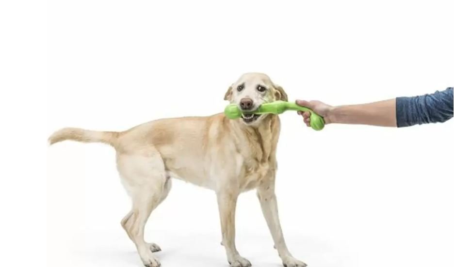 Zogoflex Echo - Zwig (West Paw) - SnowPaw Store - West Paw - Dog Toys