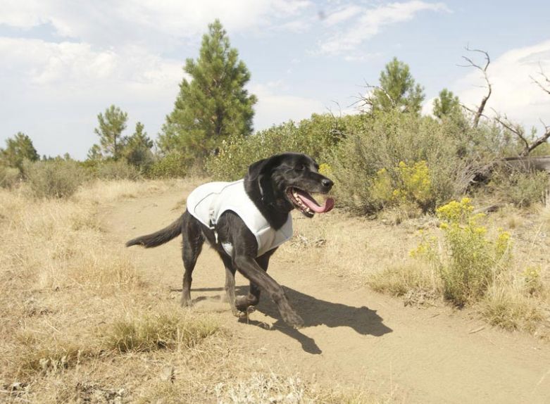 Ruffwear Swamp Cooler Dog Cooling Jacket -  In use 